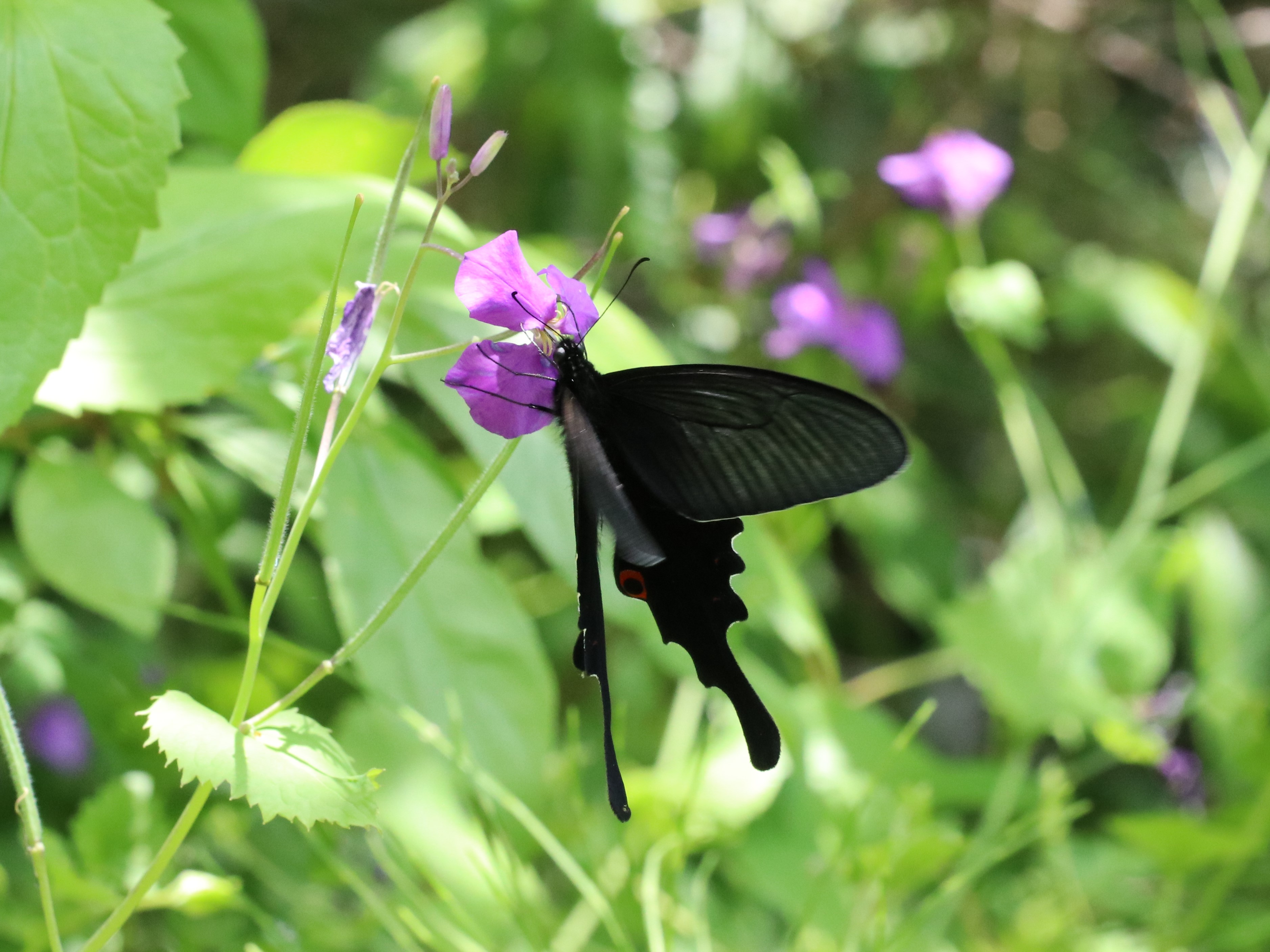 蜜を吸うオナガアゲハ